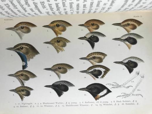 1901年 英国鸟类手册（藏书票2） 35页彩色插图 漆布精装18开 商品图12