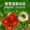 【绿行者】桃太郎番茄5斤 商品缩略图1