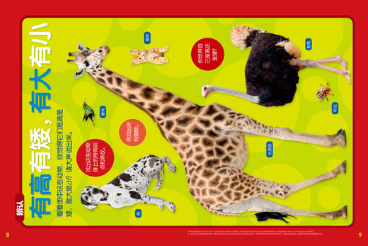 预售  2023年《环球少年地理》幼儿版+动物总动员杂志 商品图4