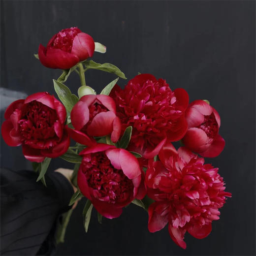新西兰进口品种红色魅力芍药花 商品图8