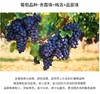 【中欧班列直供】法国芮贝特西南法定产区葡萄酒 750ml/瓶 原装进口 商品缩略图6