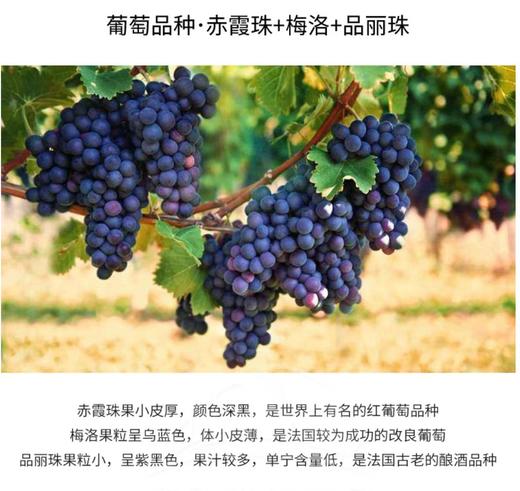 【中欧班列直供】法国芮贝特西南法定产区葡萄酒 750ml/瓶 原装进口 商品图6