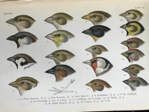 1901年 英国鸟类手册（藏书票2） 35页彩色插图 漆布精装18开 商品图6