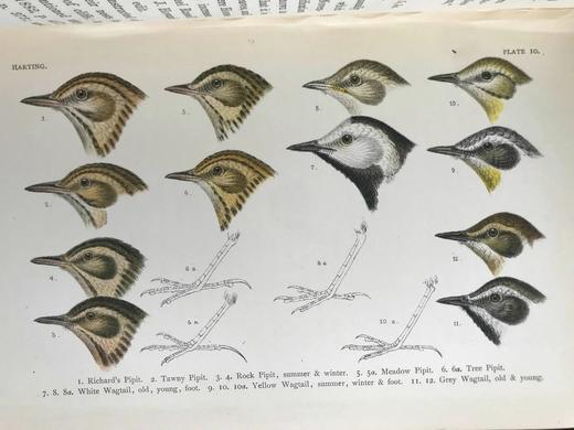 1901年 英国鸟类手册（藏书票2） 35页彩色插图 漆布精装18开 商品图9