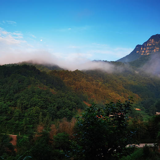 【秦岭野外生长干木耳 | 青川秋耳】秦岭大巴山深处自然生长 肉质鲜嫩口感顺滑 轻薄不压秤 约17倍泡发率 商品图10