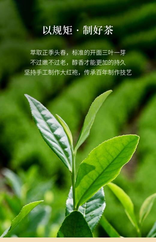 曦瓜【曦和老枞水仙500g】武夷岩茶 乌龙茶 大红袍 独立小袋 精美礼盒装。 自己喝 送人都是不错的选择 商品图4