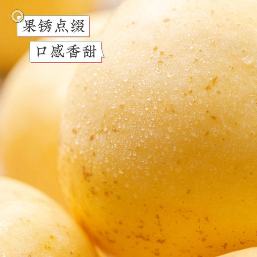 山东威海/烟台  黄金维纳斯苹果  多规格任选 商品图4