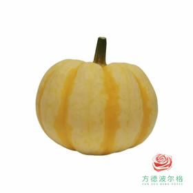 万圣节专属！小南瓜 1个