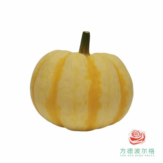 万圣节专属！小南瓜 1个 商品图0