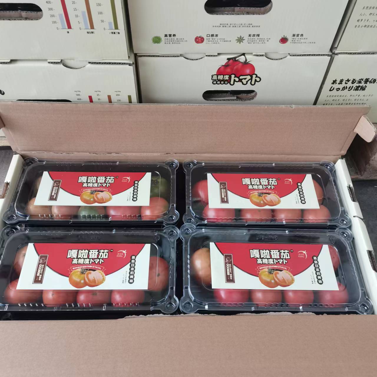 日本引种 嘎啦高糖番茄