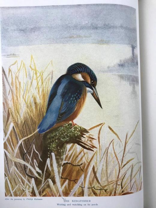 约20世纪初 新版自然史（全3卷） 数千幅插图 真皮精装16开 商品图10