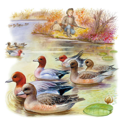 《大自然里的故事》：《原始针叶林里的鸟》《老树上的猫头鹰》《海边的森林猫》（共3册） 商品图11