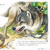 《大自然里的故事》：《原始针叶林里的鸟》《老树上的猫头鹰》《海边的森林猫》（共3册） 商品缩略图9