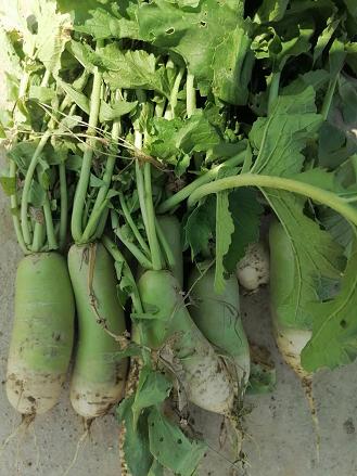 酵素藕、口感爽脆，藕粉，无农化不泡药 每周日发货  || 明月 商品图3