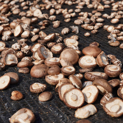 馆长推荐 | 山阳县十里铺镇王庄村香菇 500g 商品图1