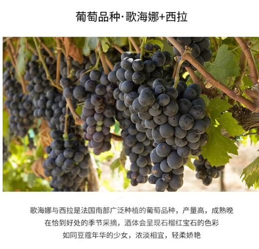 【中欧班列直供】 法国芮贝特罗纳河谷法定产区葡萄酒 750ml/瓶  原装进口 商品图3