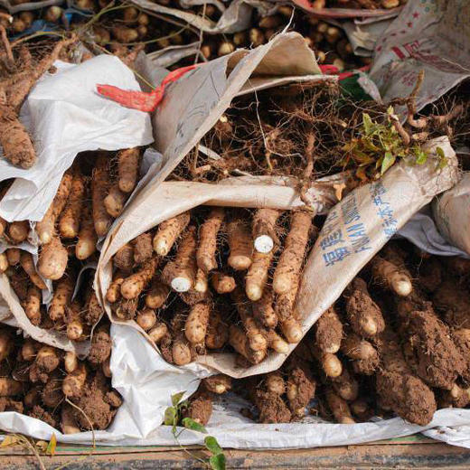 正宗温县垆土铁棍山药 商品图0