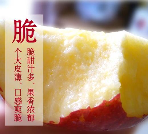 沣林园有机苹果【老少皆宜、减脂人士更佳】包邮 商品图5
