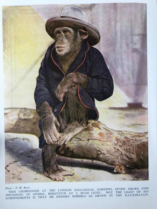 约20世纪初 新版自然史（全3卷） 数千幅插图 真皮精装16开 商品图2