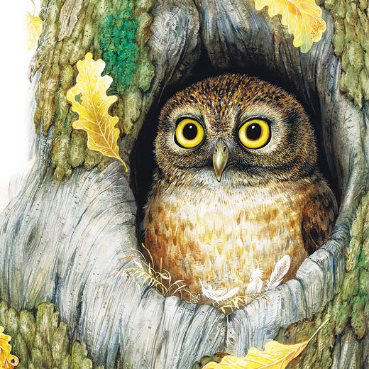 《大自然里的故事》：《原始针叶林里的鸟》《老树上的猫头鹰》《海边的森林猫》（共3册） 商品图7