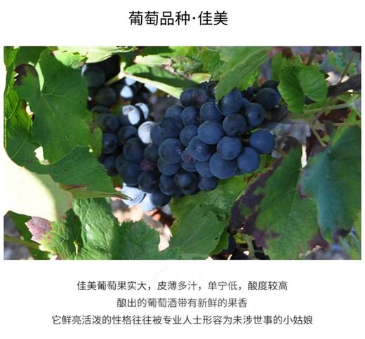 【中欧班列直供】法国芮贝特勃艮第法定产区葡萄酒 750ml/瓶  原装进口 商品图5