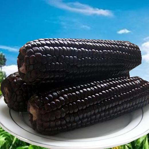 XZG-黑糯玉米（山西） 4根/份～16元 商品图1