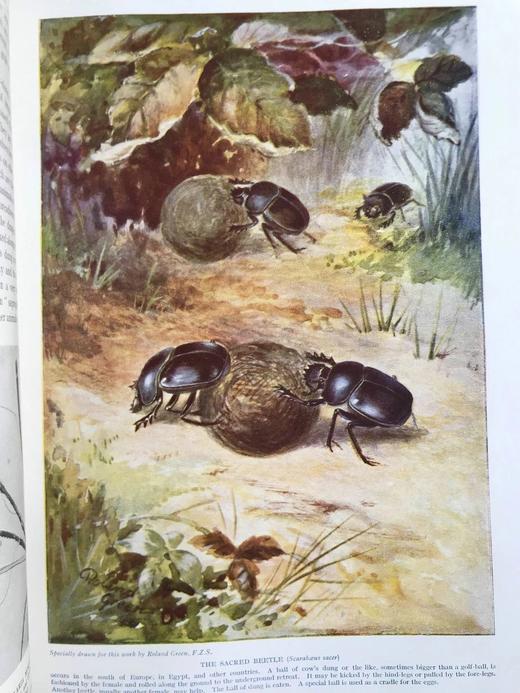 约20世纪初 新版自然史（全3卷） 数千幅插图 真皮精装16开 商品图6