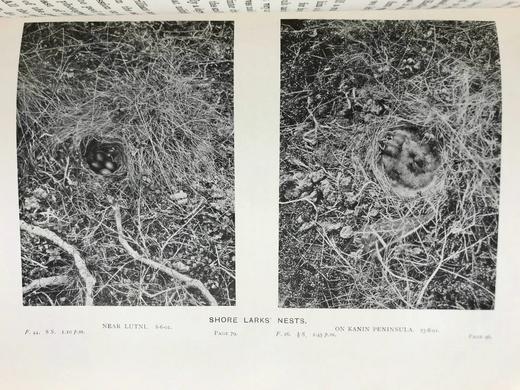 1904年 与俄国拉普兰德鸟类共处的三个夏天 68幅插图 漆布精装18开 商品图9