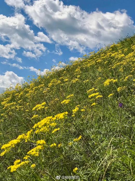野生黄芩茶 25g 商品图2