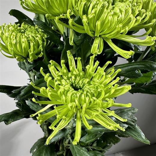 安娜菊（烟花绿安娜） 商品图0