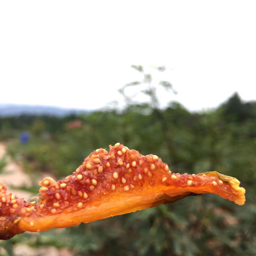 包邮【厂商直发】有机无花果干四川特产阆优果自然无尘烘干原味即食零食 商品图5