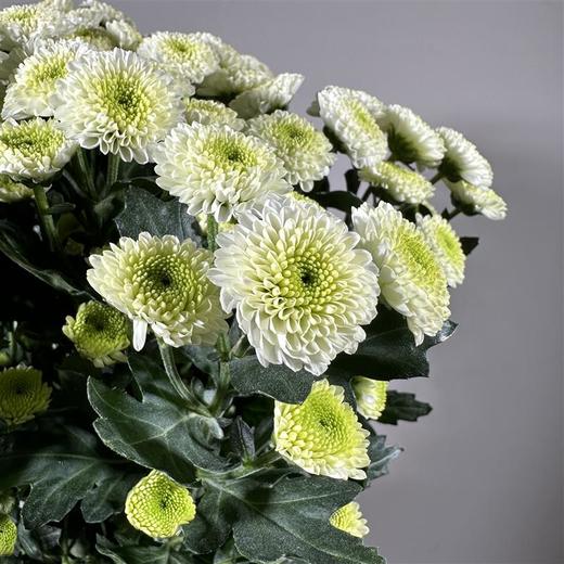 多头小菊（科隆香水） 商品图0