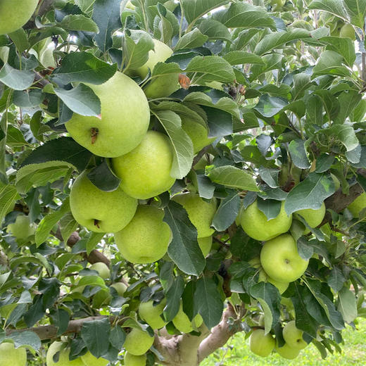 时令水果【王林苹果 】皮薄肉脆，果香四溢，果肉饱满，拒绝催熟剂！云相思 新疆 青森王林青苹果 时令水果 商品图2