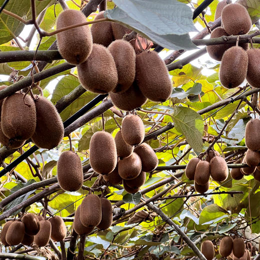 野猕原香 贵州修文猕猴桃 4.5斤 礼盒装 商品图0