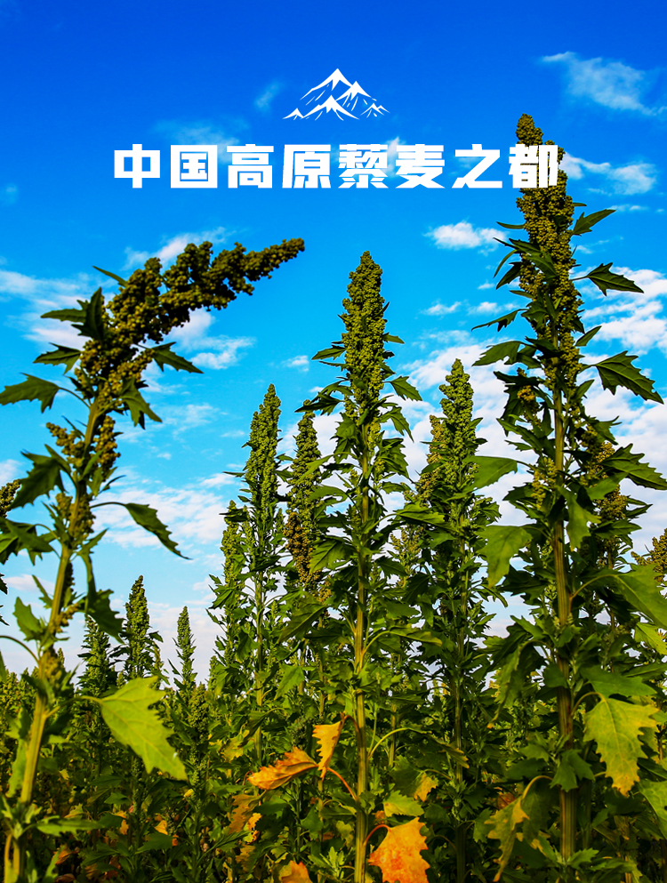 天祝藜麦(爱心助农)