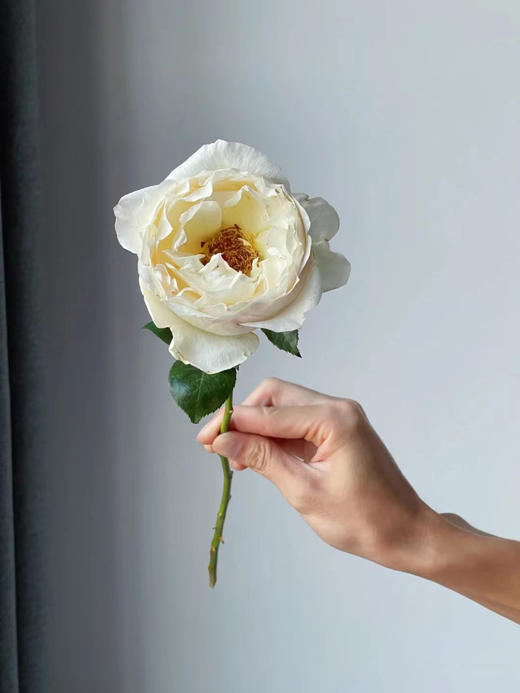 肯尼亚花园玫瑰花CREAM YVES PIAGET奶油伊芙伯爵12支 商品图2