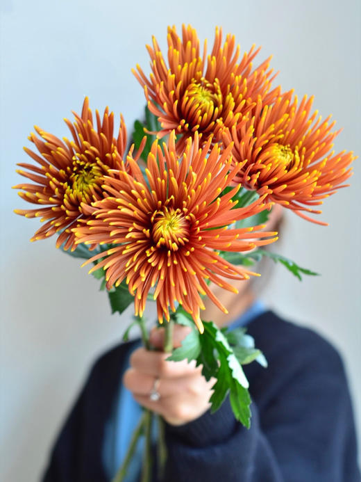 烟花菊【烟花向星辰，所愿皆成真】简小姐精选 稀有 小众烟花菊 2件包邮 下单3天发货 商品图2