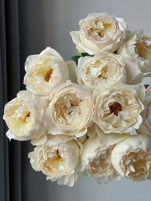 肯尼亚花园玫瑰花CREAM YVES PIAGET奶油伊芙伯爵12支 商品图1