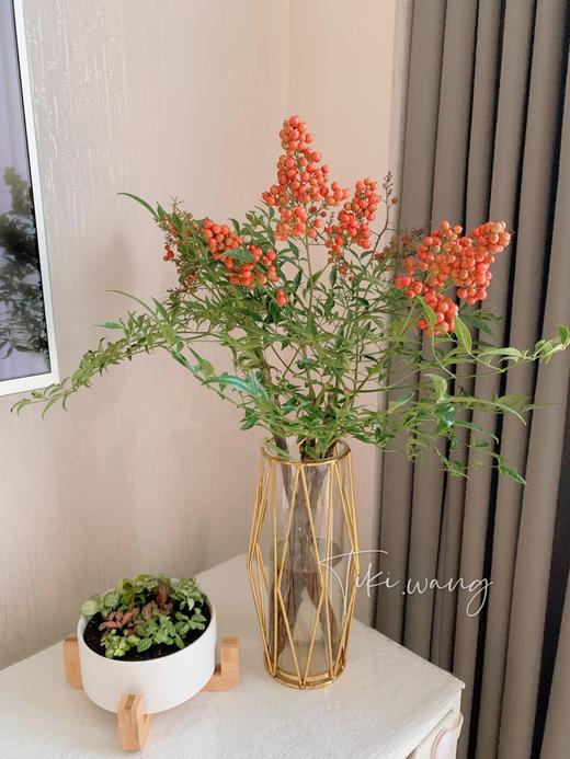 带果南天竹 商品图0