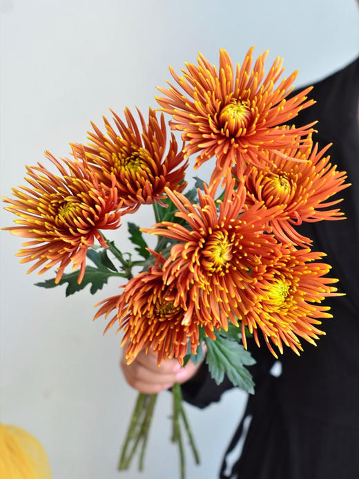 烟花菊【烟花向星辰，所愿皆成真】简小姐精选 稀有 小众烟花菊 2件包邮 下单3天发货 商品图1