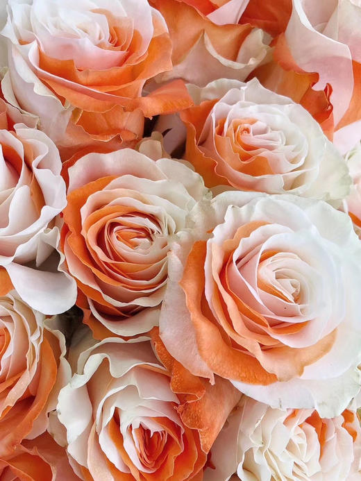 厄瓜多尔-【White and orange】怦然心动 商品图0