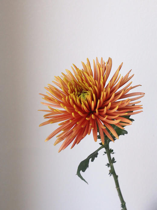 烟花菊【烟花向星辰，所愿皆成真】简小姐精选 稀有 小众烟花菊 2件包邮 下单3天发货 商品图6