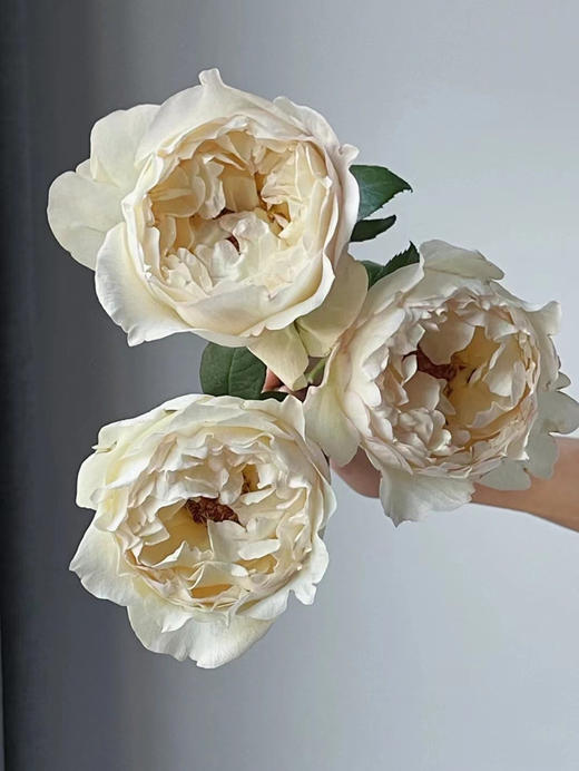 肯尼亚花园玫瑰花CREAM YVES PIAGET奶油伊芙伯爵12支 商品图0