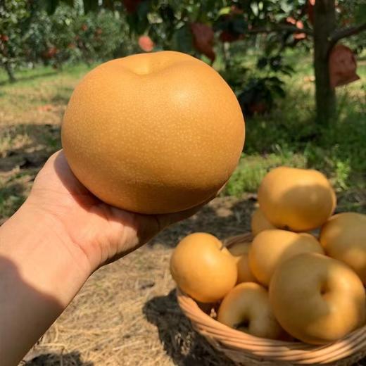 正宗山东莱阳秋月梨新鲜爆汁冰糖梨 商品图1