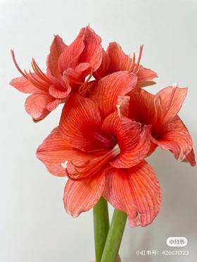 国产朱顶红 | 勋章