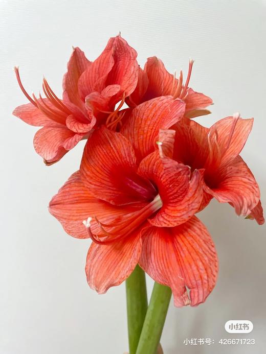 国产朱顶红 | 勋章 商品图0