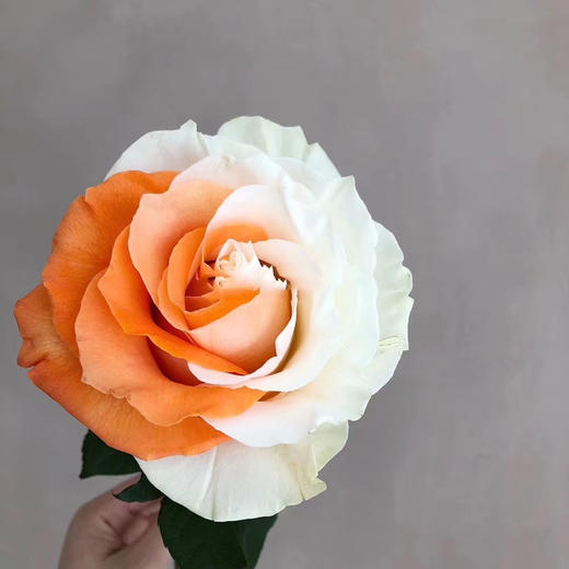 厄瓜多尔-【White and orange】怦然心动 商品图1