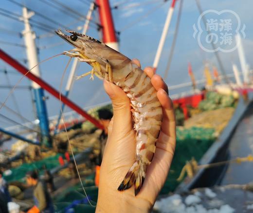 舟山野生船冻竹节虾 商品图0