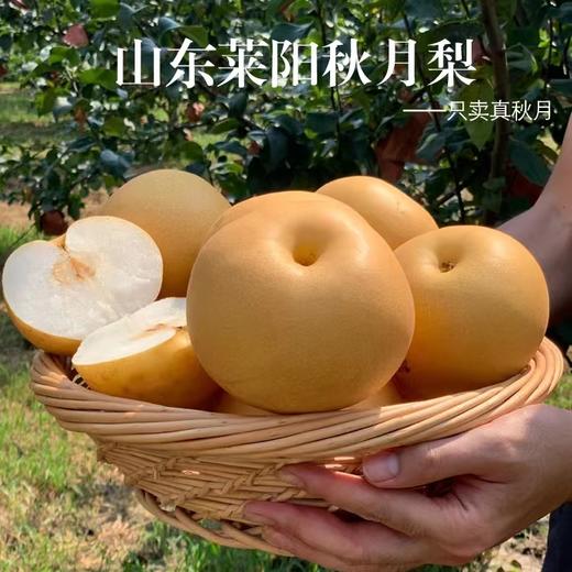 正宗山东莱阳秋月梨新鲜爆汁冰糖梨 商品图0
