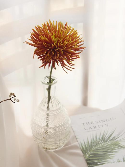 烟花菊【烟花向星辰，所愿皆成真】简小姐精选 稀有 小众烟花菊 2件包邮 下单3天发货 商品图5